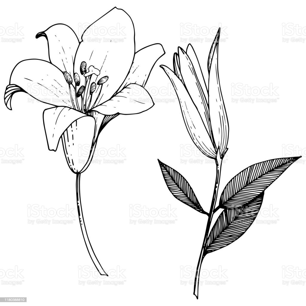 Detail Gambar Bunga Lili Hitam Putih Nomer 6