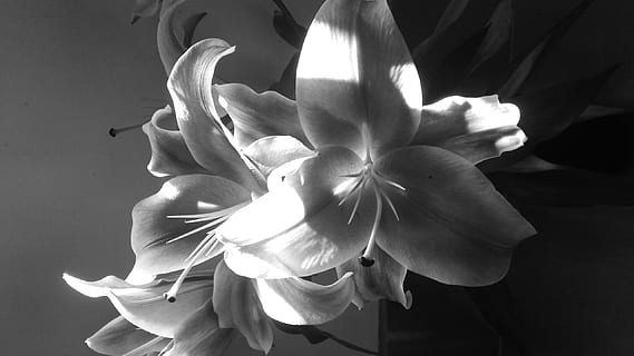 Detail Gambar Bunga Lili Hitam Putih Nomer 47