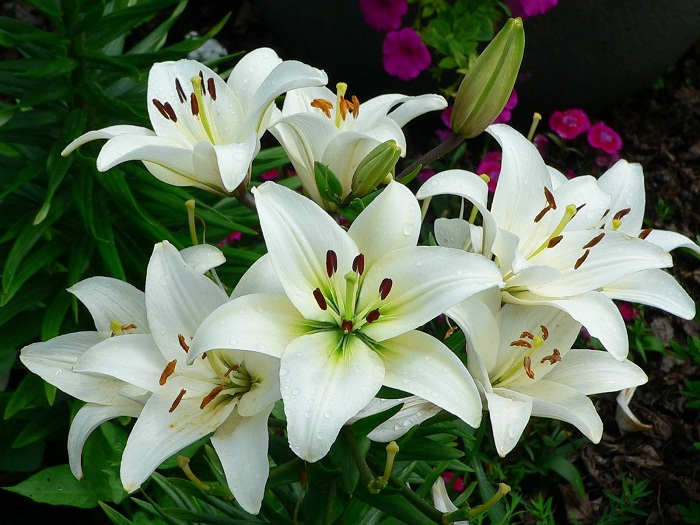 Detail Gambar Bunga Lili Hitam Putih Nomer 49
