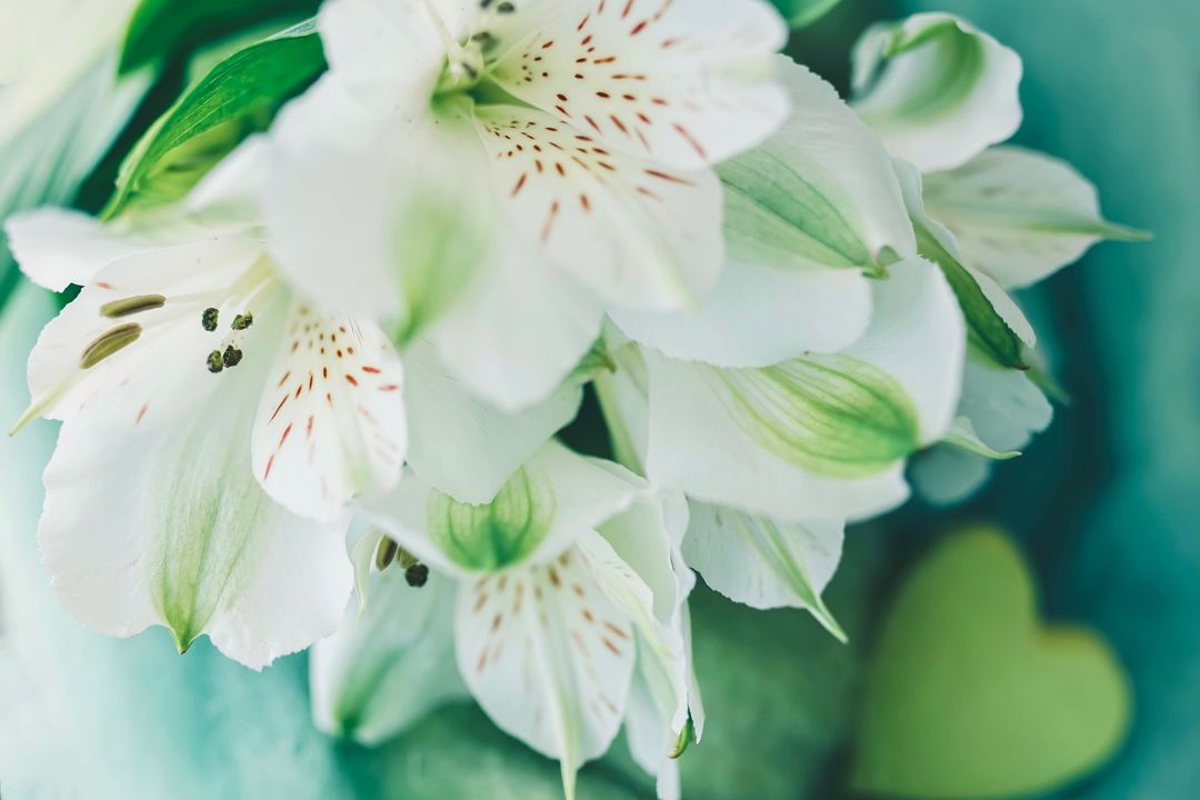 Detail Gambar Bunga Lili Hitam Putih Nomer 53