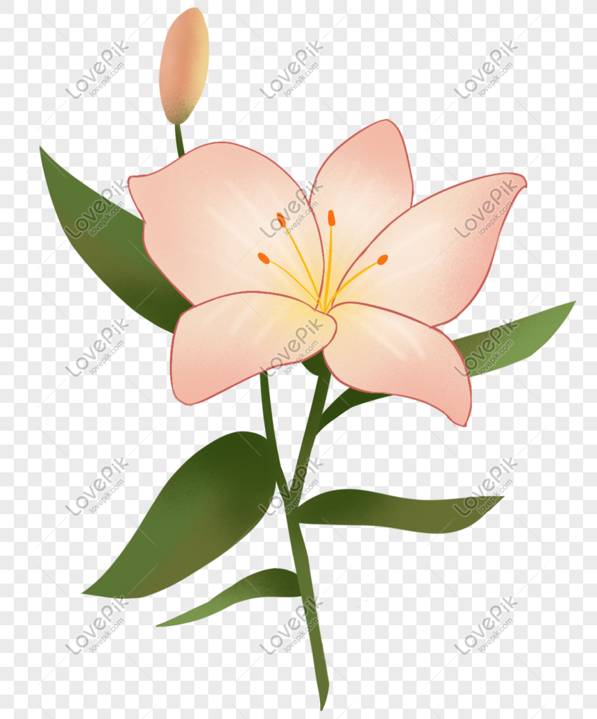 Gambar Bunga Lili Kartun - KibrisPDR