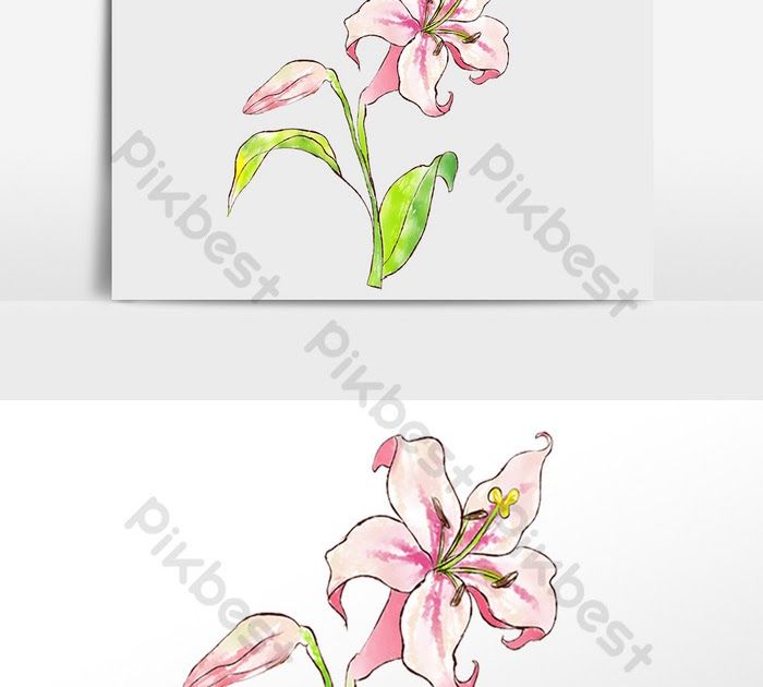 Detail Gambar Bunga Lili Kartun Nomer 28