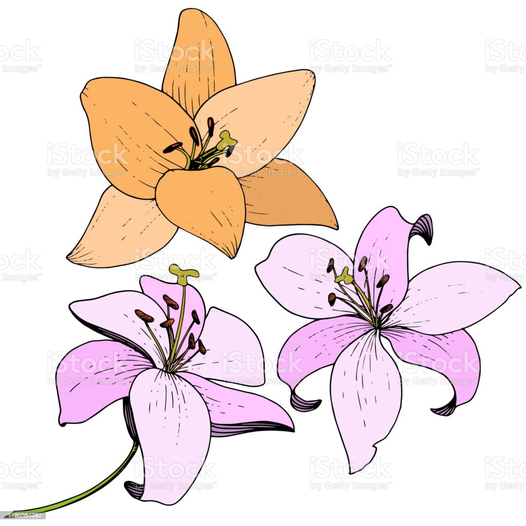 Detail Gambar Bunga Lili Kartun Nomer 9