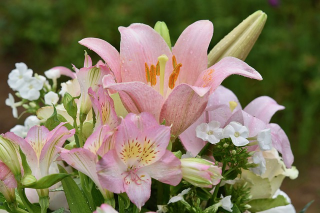 Detail Gambar Bunga Lili Lambang Pramuka Nomer 26