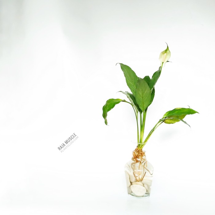 Detail Gambar Bunga Lili Perdamaian Nomer 12