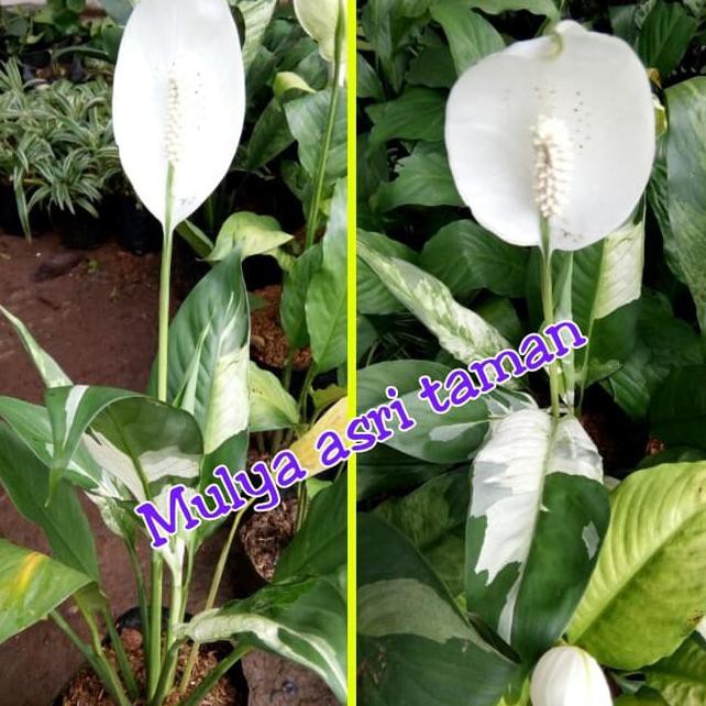 Detail Gambar Bunga Lili Perdamaian Nomer 15