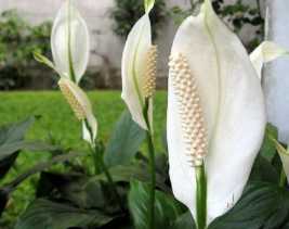 Detail Gambar Bunga Lili Perdamaian Nomer 17