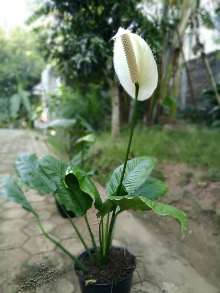 Detail Gambar Bunga Lili Perdamaian Nomer 20