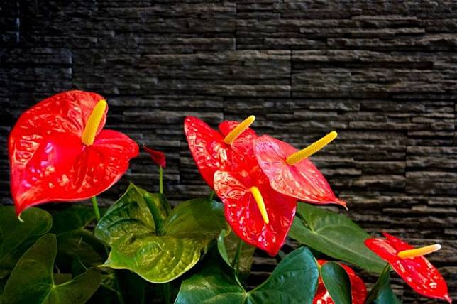 Detail Gambar Bunga Lili Perdamaian Nomer 25