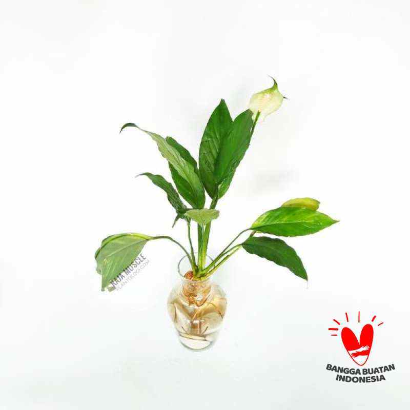 Detail Gambar Bunga Lili Perdamaian Nomer 36