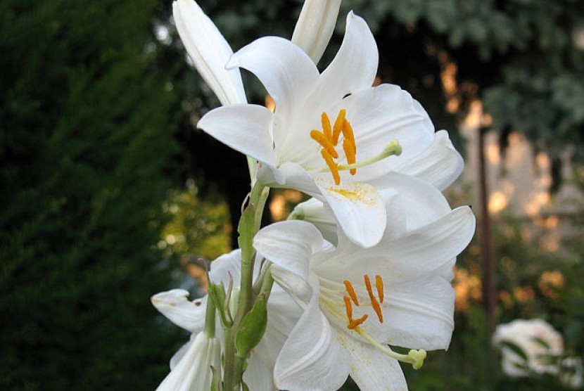 Detail Gambar Bunga Lili Perdamaian Nomer 50