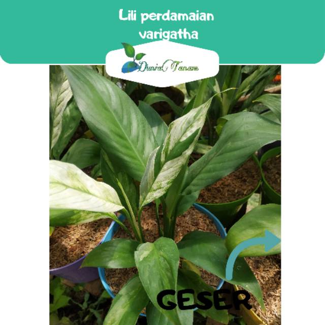 Detail Gambar Bunga Lili Perdamaian Nomer 57