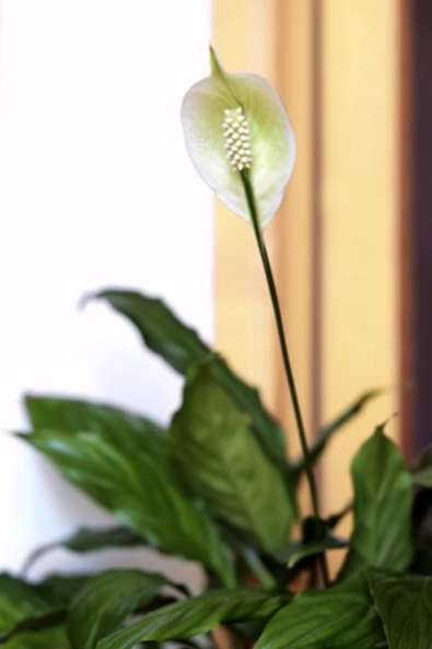 Detail Gambar Bunga Lili Perdamaian Nomer 60