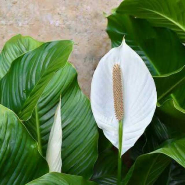 Detail Gambar Bunga Lili Perdamaian Nomer 7
