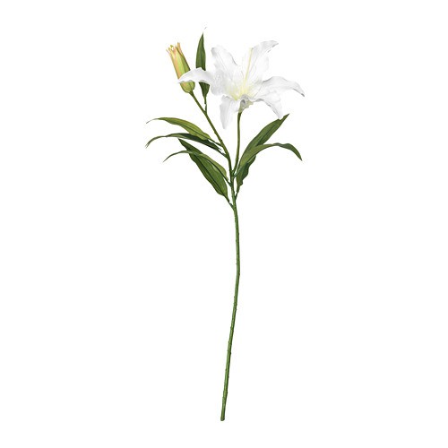 Detail Gambar Bunga Lili Putih Nomer 16