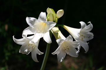 Detail Gambar Bunga Lili Putih Nomer 43