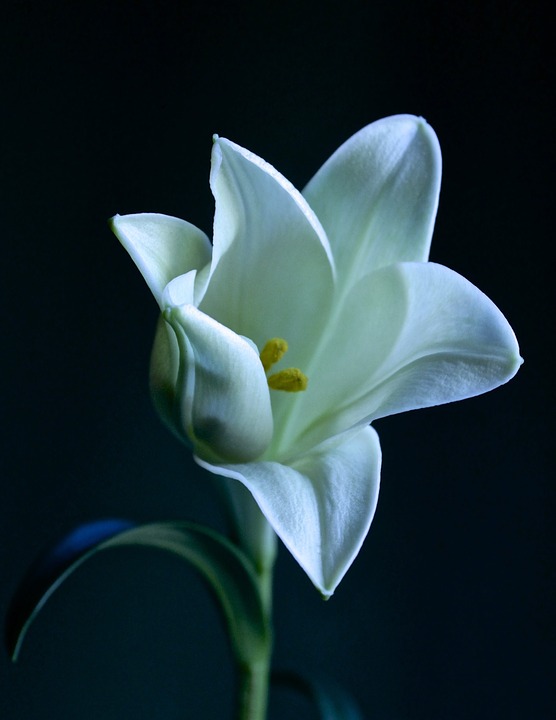 Detail Gambar Bunga Lili Putih Nomer 49