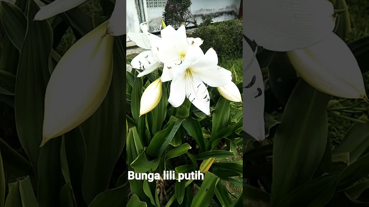 Detail Gambar Bunga Lili Putih Nomer 51