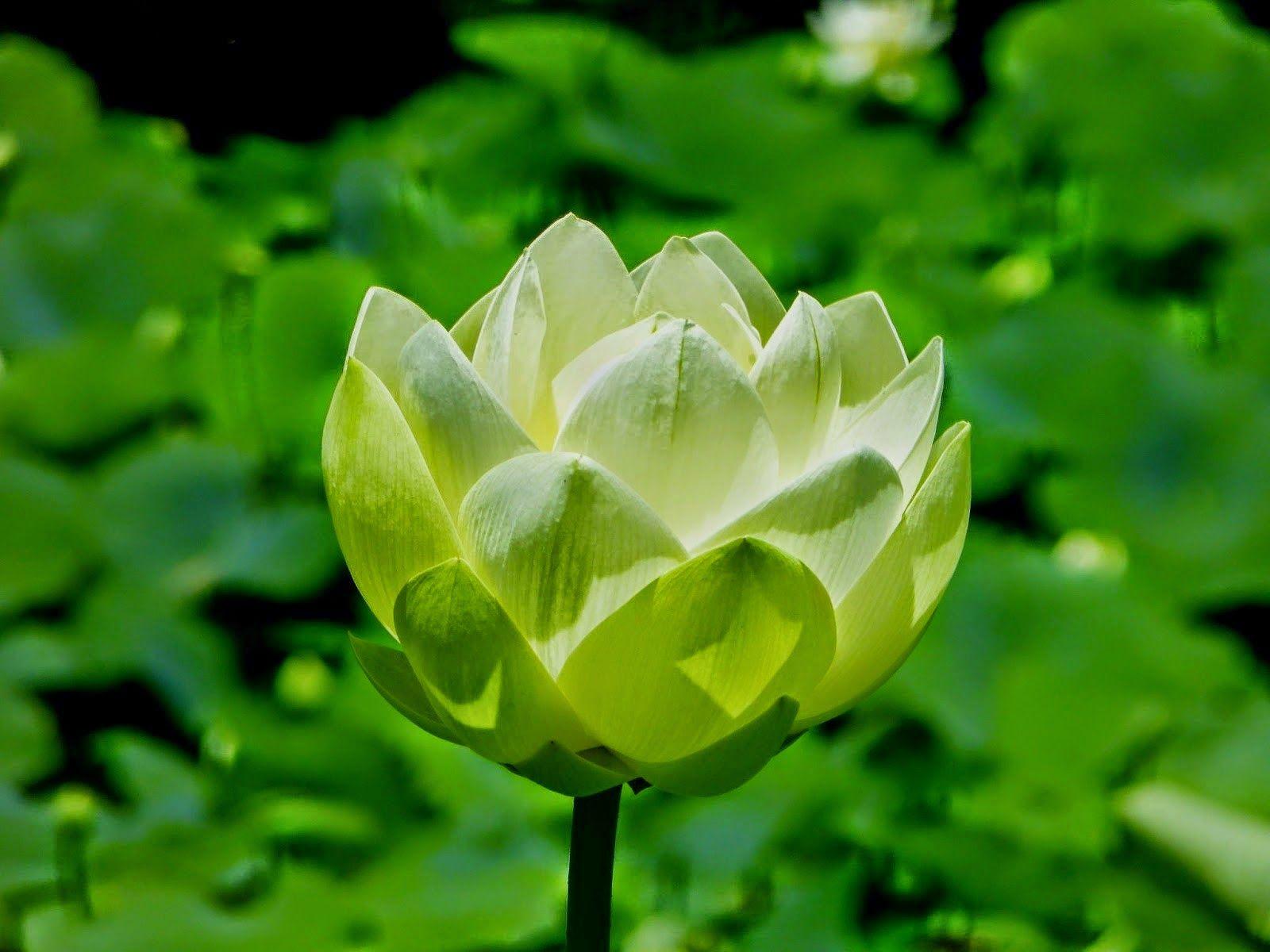 Detail Gambar Bunga Lili Salju Nomer 17