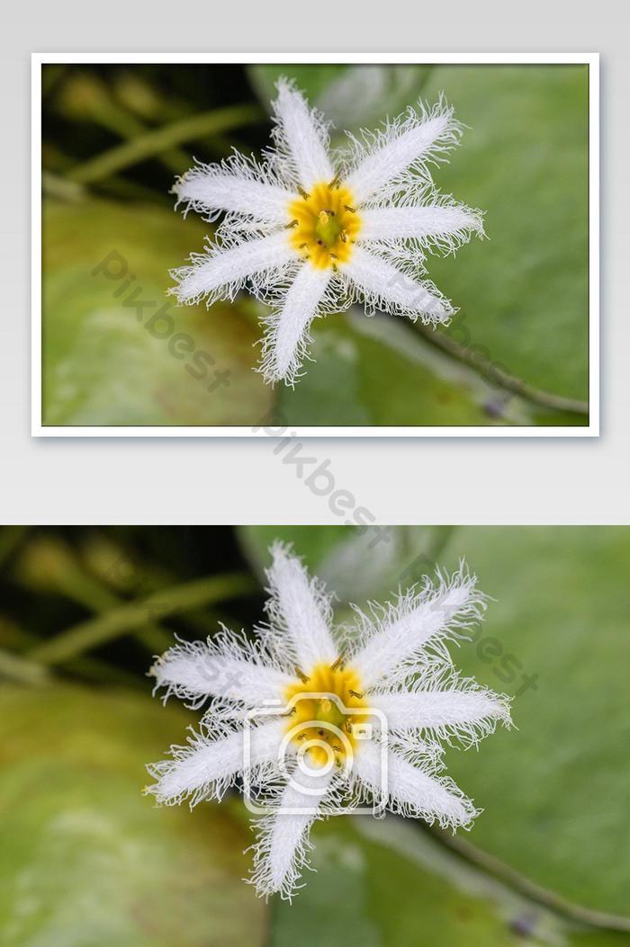 Detail Gambar Bunga Lili Salju Nomer 28
