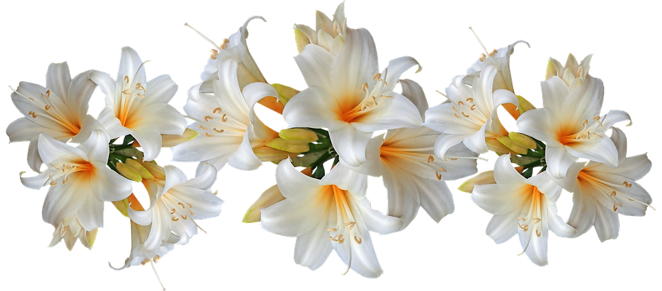 Detail Gambar Bunga Lili Salju Nomer 55