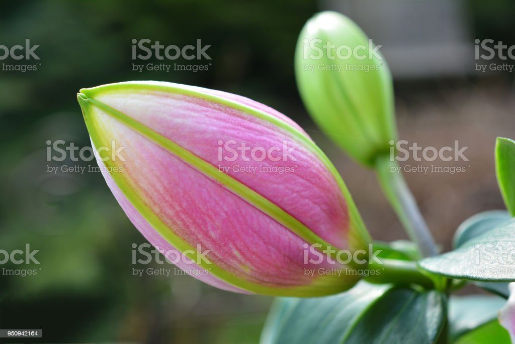 Detail Gambar Bunga Lili Yg Indah Nomer 23