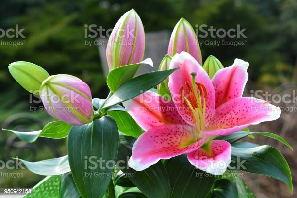 Detail Gambar Bunga Lili Yg Indah Nomer 6