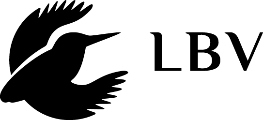 Detail Schwarzer Austernfischer Nomer 23