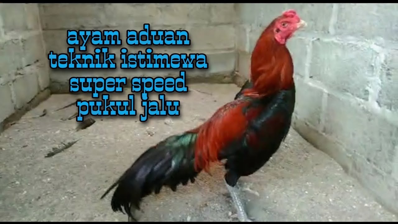 Detail Ayam Jalu Jahat Nomer 35