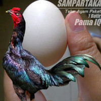 Detail Ayam Jalu Jahat Nomer 37