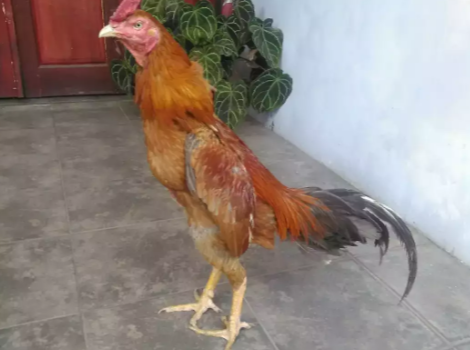 Detail Ayam Jalu Jahat Nomer 50