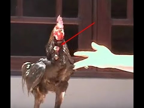 Ayam Simbar Telak - KibrisPDR