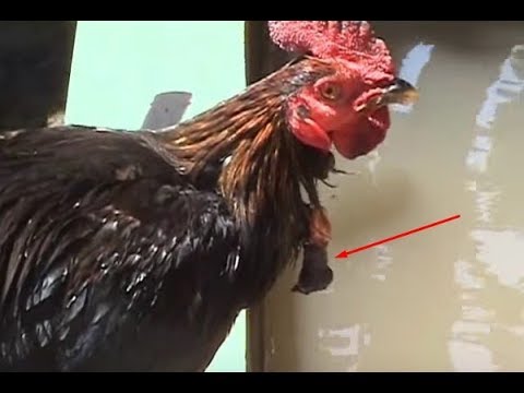 Detail Ayam Simbar Telak Nomer 3