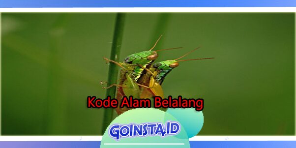 Detail Belalang Togel 4d Nomer 35