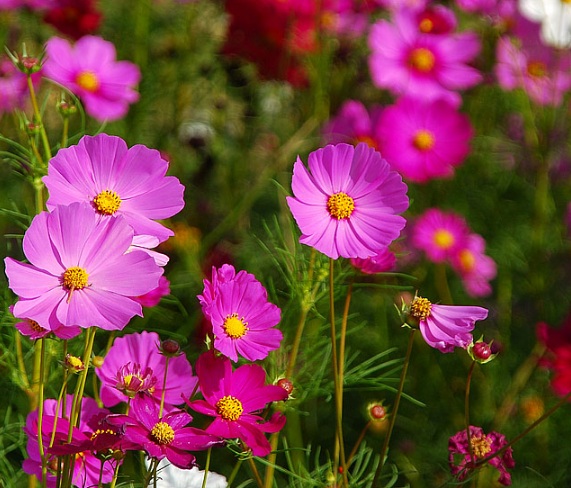 Download Bunga Bunga Yang Cantik Nomer 24