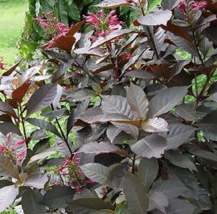 Detail Bunga Daun Ungu Nomer 43
