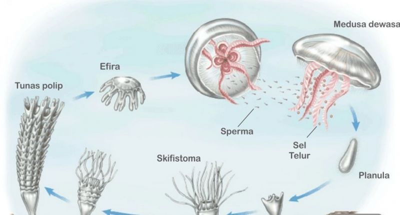 Detail Gambar Aurelia Aurita Nomer 10