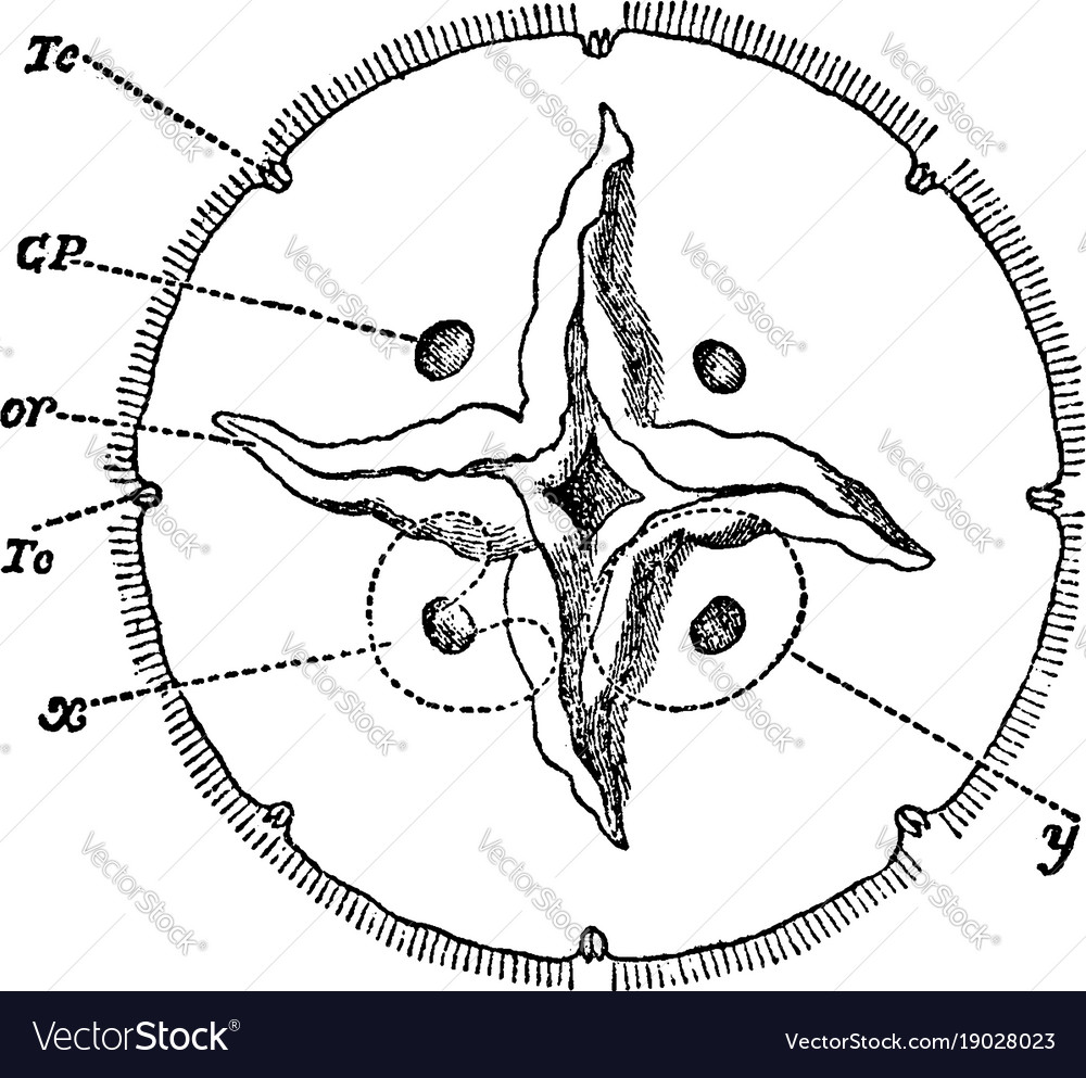 Detail Gambar Aurelia Aurita Nomer 45