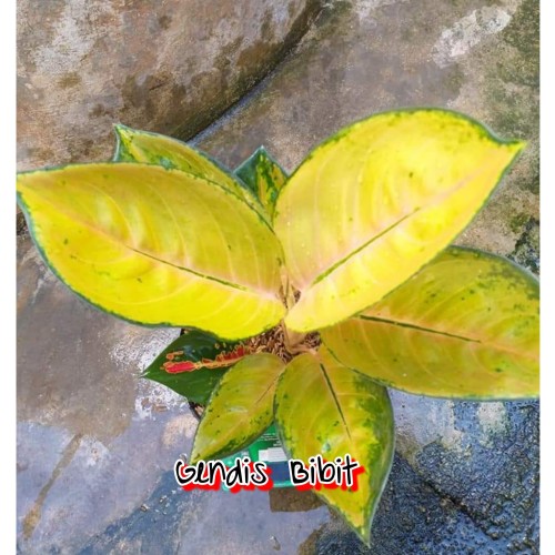 Detail Gambar Bunga Aglonema Sultan Brunei Nomer 2