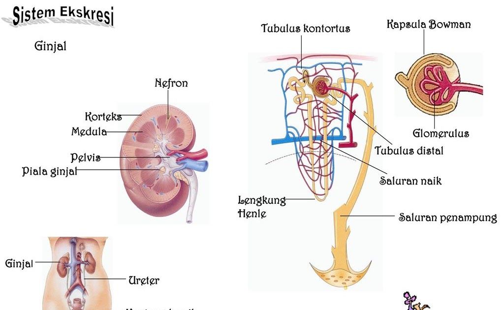 Detail Gambar Nefron Dan Bagiannya Nomer 20