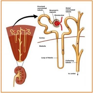 Detail Gambar Nefron Dan Bagiannya Nomer 21