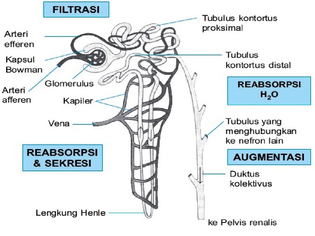 Detail Gambar Nefron Dan Bagiannya Nomer 30