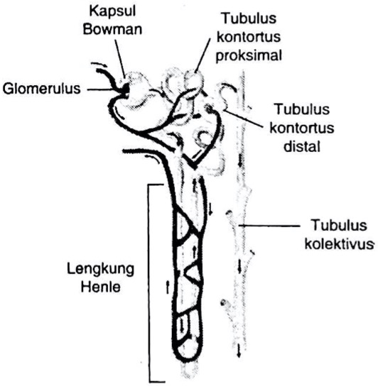Detail Gambar Nefron Dan Bagiannya Nomer 5