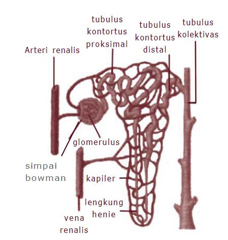 Detail Gambar Nefron Dan Bagiannya Nomer 43