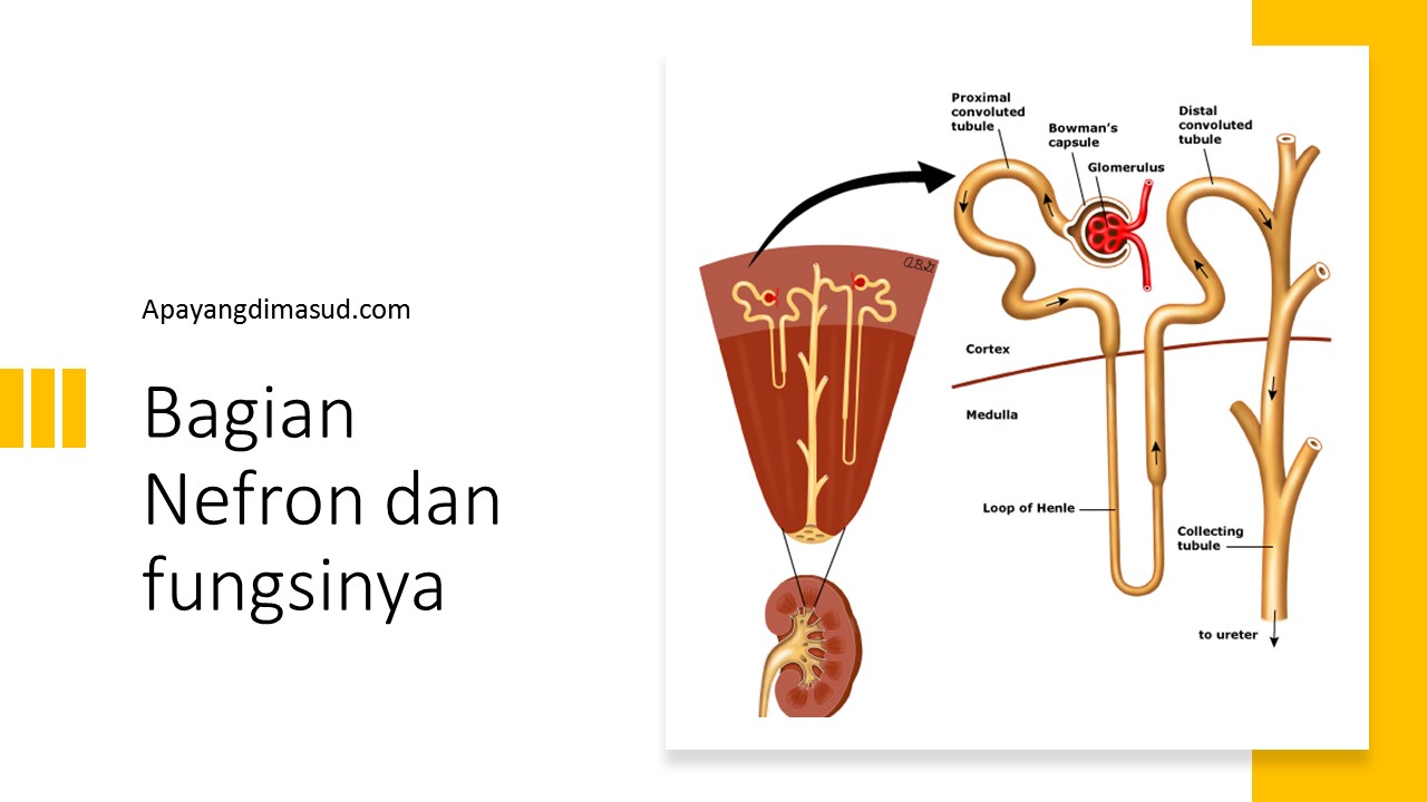 Detail Gambar Nefron Dan Bagiannya Nomer 8