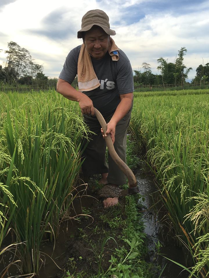 Detail Gambar Petani Bawa Cangkul Nomer 25