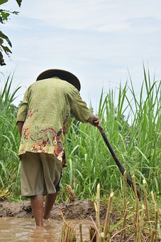 Detail Gambar Petani Bawa Cangkul Nomer 27