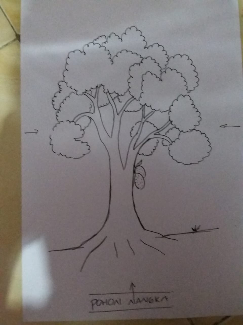 Detail Gambar Pohon Jati Psikotes Nomer 14