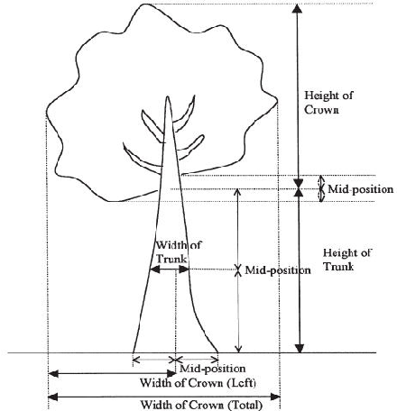 Detail Gambar Pohon Jati Psikotes Nomer 24