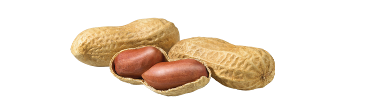 Detail Peanut Transparent Background Nomer 9